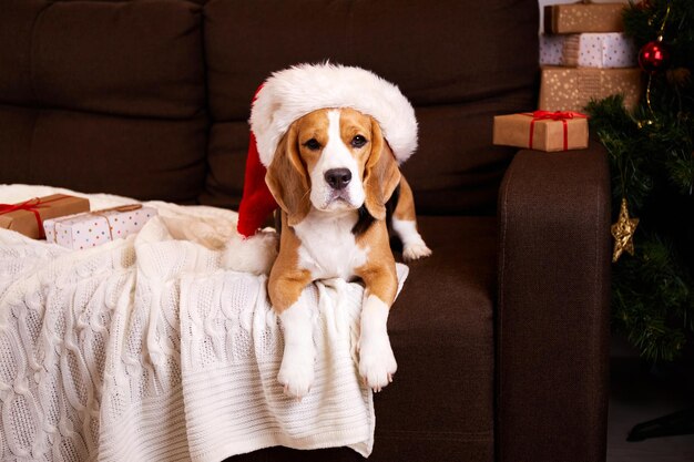 El perro beagle con el sombrero de Papá Noel está tendido en el sofá