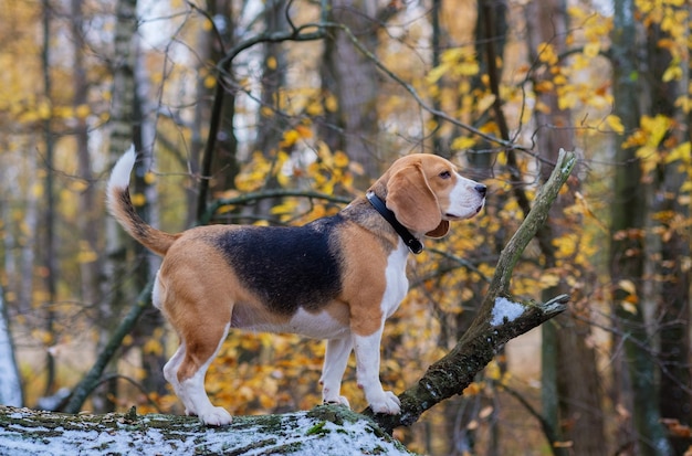 Perro Beagle subió y se para en el árbol en el bosque de otoño