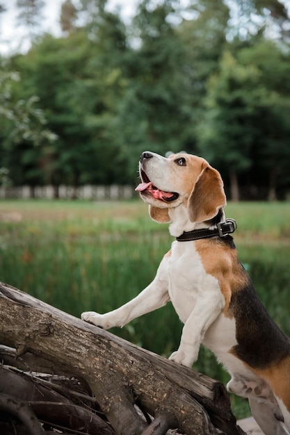 Un perro beagle en el tronco de un árbol