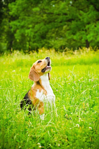 Perro beagle