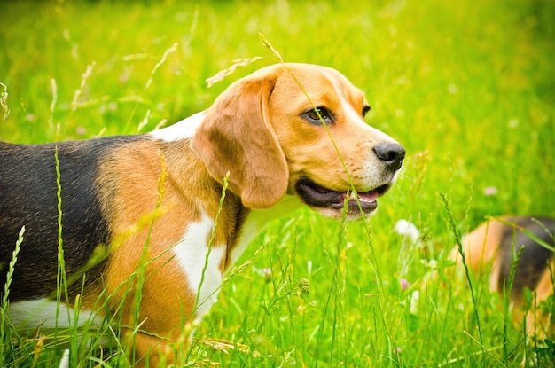 Perro beagle