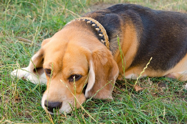 Perro beagle