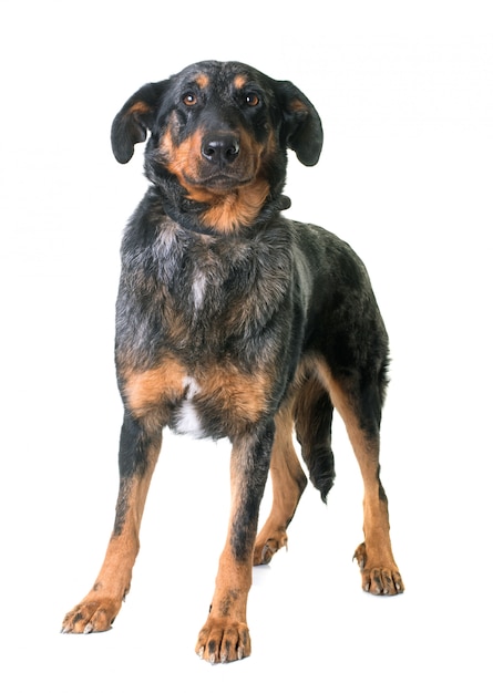 perro beauceron en estudio