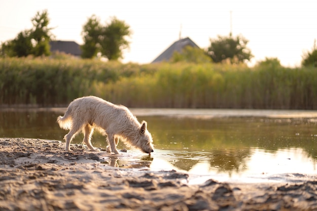 Foto perro bebe agua de un lago al atardecer