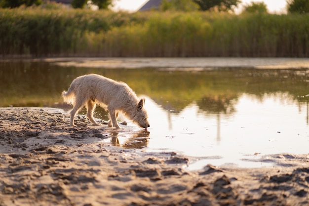 Perro bebe agua de un lago al atardecer