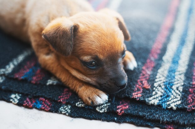 perro bebé rojo acostado afuera.