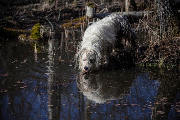 Foto perro bebiendo agua en el lago