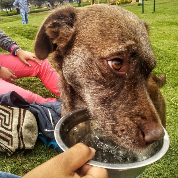 Foto perro bebiendo agua de un recipiente sostenido por una mujer recortada en un parque