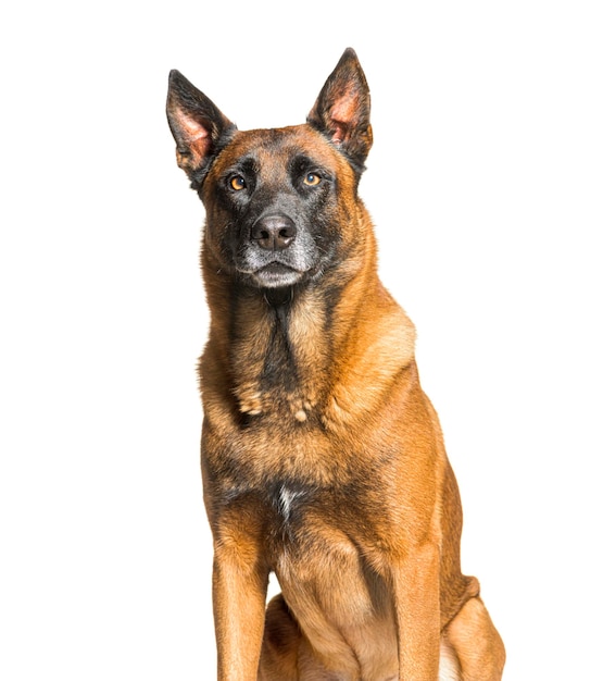 Perro belga malinois tervuren aislado en blanco