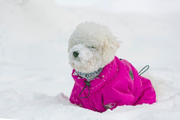 Un perro Bichon Frize juega en la nieve