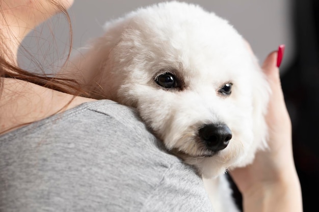 Un perro bichón yace sobre el hombro de un hombre.