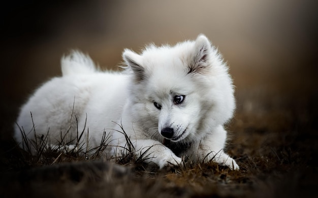 un perro blanco acostado en la hierba con un fondo negro