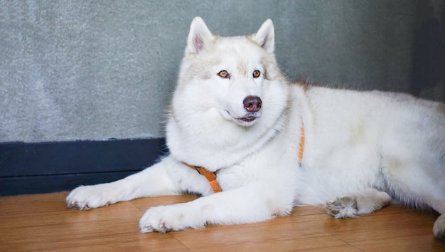 Perro blanco acostado en el piso en casa - Perro Husky Siberiano