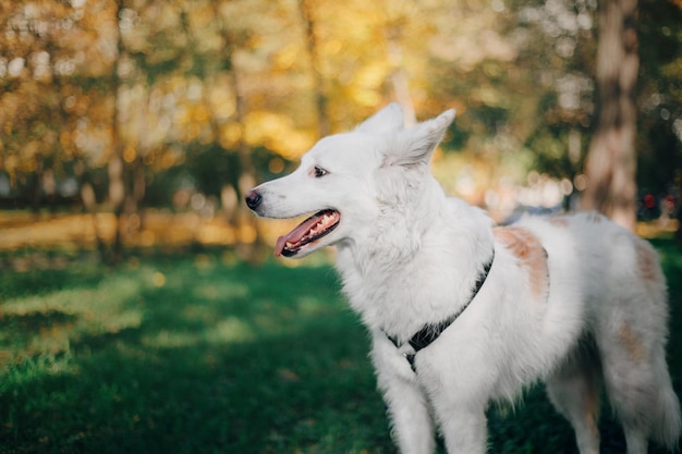 Un perro blanco con un arnés negro se para en un parque.