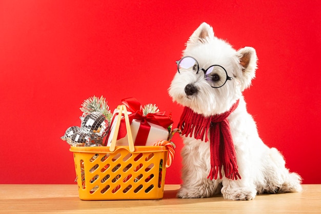 Perro blanco con bufanda y gafas con una cesta de regalos de Navidad en un fondo rojo