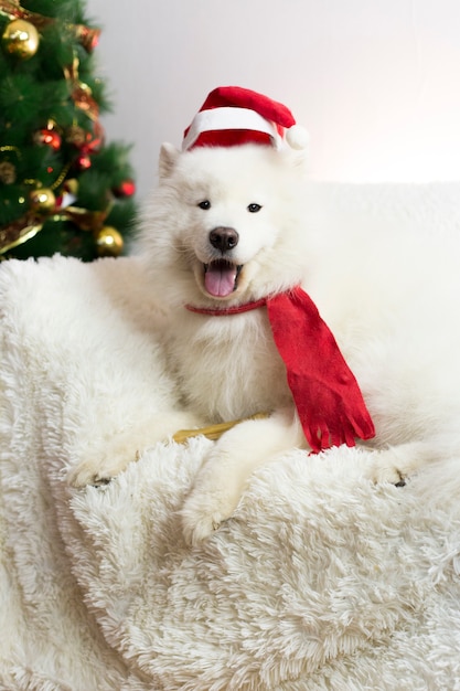 Perro blanco en una bufanda roja y sombrero.