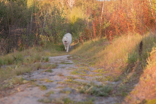 Un perro blanco camina por un sendero en el bosque.