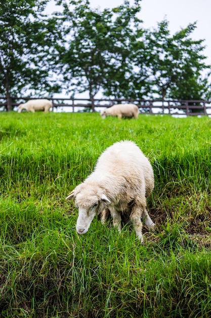 Foto perro blanco en el campo