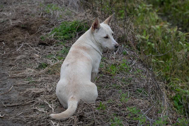 Un perro blanco en el campo.