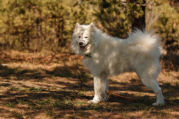 Un perro blanco con un collar negro se para en el bosque.