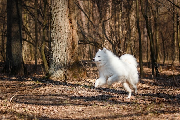 Un perro blanco corre por un bosque.