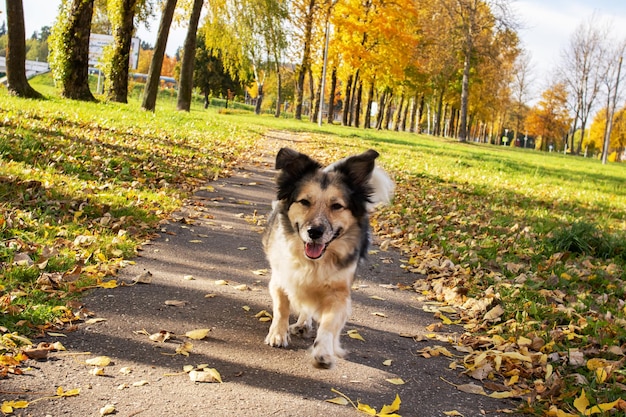 Perro blanco corre por un camino entre las hojas de otoño