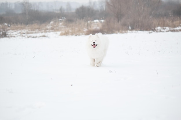 Un perro blanco corre en la nieve.