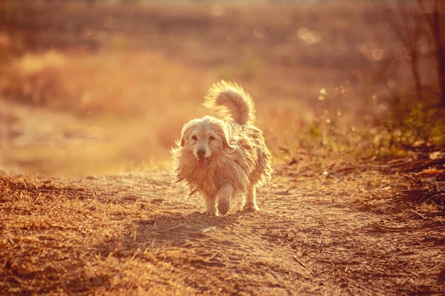 Perro blanco corriendo en el campo