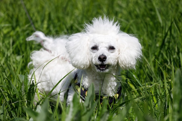 Perro blanco cría caniche en la hierba del parque. Foto de alta calidad