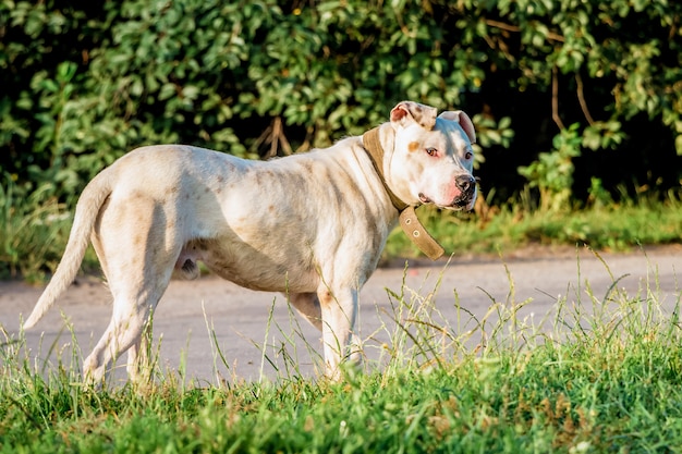 Perro blanco cría pitbull en un paseo cerca de la carretera en la mañana de verano