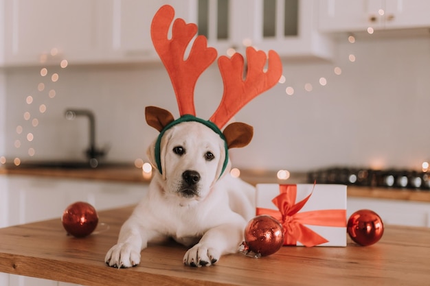 Foto perro blanco con cuernos de ciervo de juguete en la cabeza yace en la cocina decorada con una guirnalda navideña. bolas de navidad, regalos. espacio para texto. foto de alta calidad