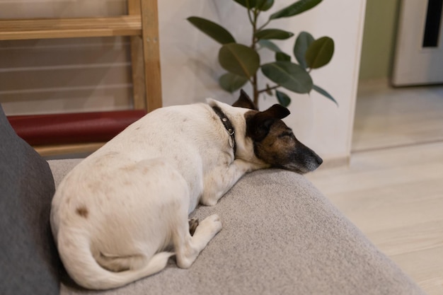 Perro blanco durmiendo en el sofá