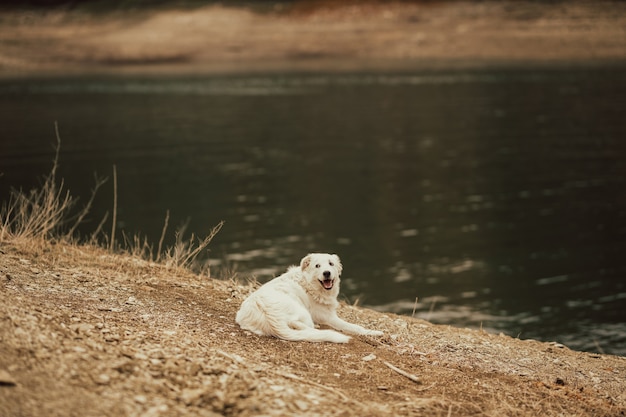 Perro blanco esponjoso en la costa del lago.