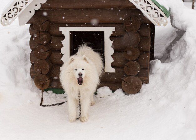 Perro blanco esponjoso en la nieve.