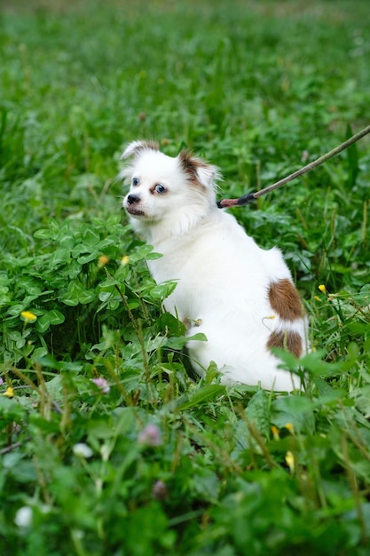 Perro blanco esponjoso a pie en verano Spitz mestizo en hierba verde