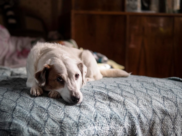 Un perro blanco está acostado en una cama.