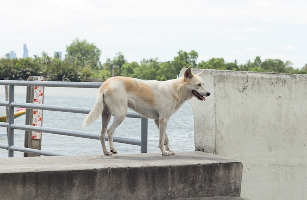 Perro blanco está de pie en día de buen tiempo