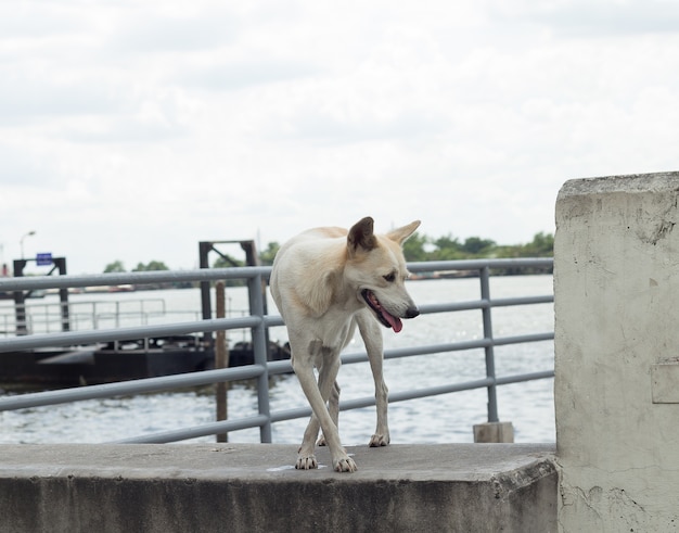 Perro blanco está de pie en día de buen tiempo