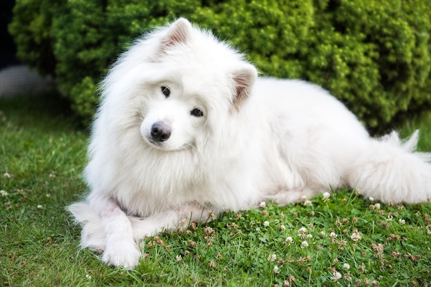 Perro blanco grande con pelo esponjoso de raza samoyedo