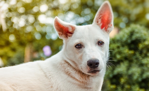 Perro blanco sin hogar