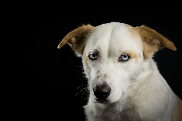 Perro blanco en el lado derecho sobre un fondo negro