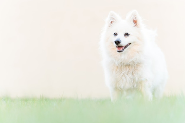 Perro blanco lindo en la hierba de la yarda