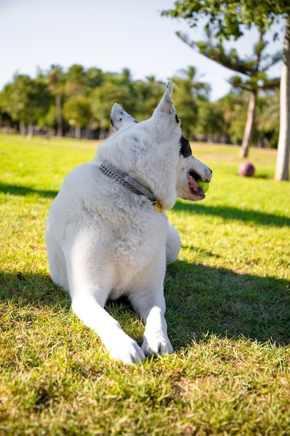 Un perro blanco con una mancha negra en un ojo jugando con una pelota en un parque.