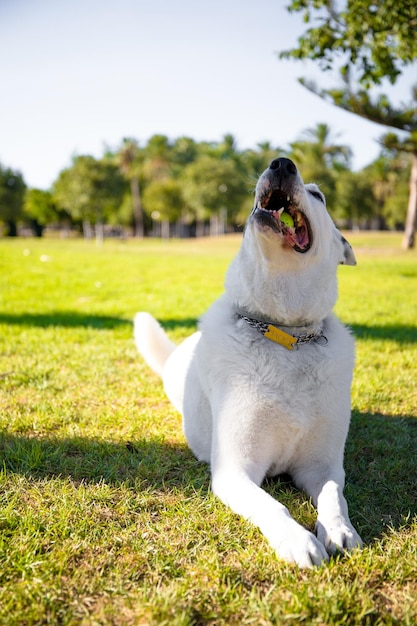 Un perro blanco con una mancha negra en un ojo jugando con una pelota.