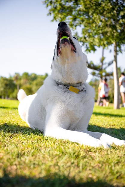 Un perro blanco con una mancha negra en un ojo jugando con una pelota.