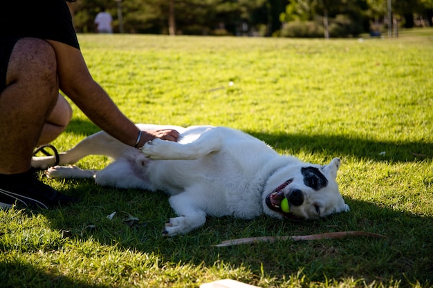 Un perro blanco con una mancha negra en un ojo jugando con una pelota.