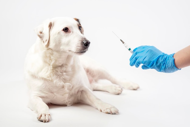 Un perro blanco y una mano enguantada con una jeringa sobre un fondo claro