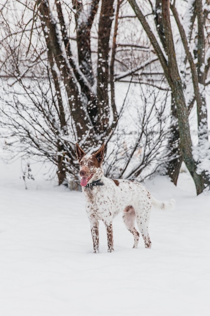 Perro blanco-marrón feliz en collar en campo nevoso en bosque del invierno