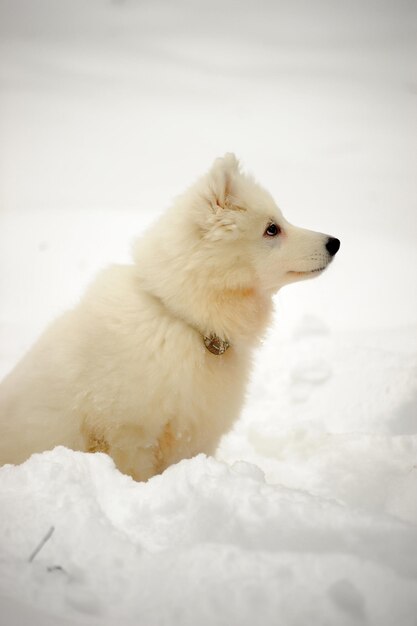 Foto perro blanco mirando lejos en la nieve