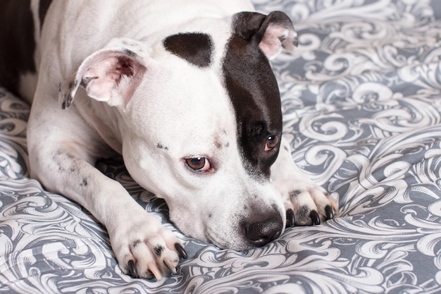 El perro blanco y negro está acostado descansando en la cama American Staffordshire Terrier